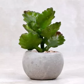 Mini Succulent | Brighamia